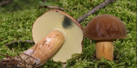 Poljski vrganji: fotografija i opis